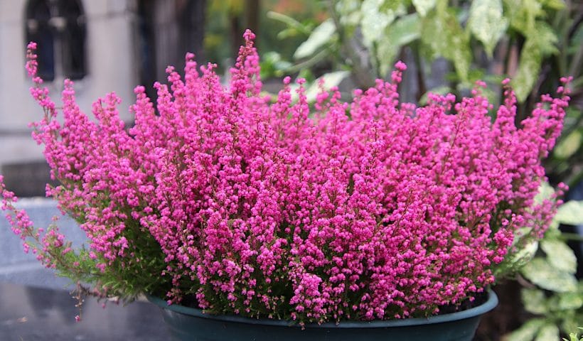 La Toussaint Cimetières