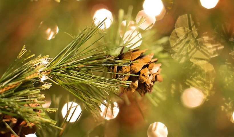 sapin