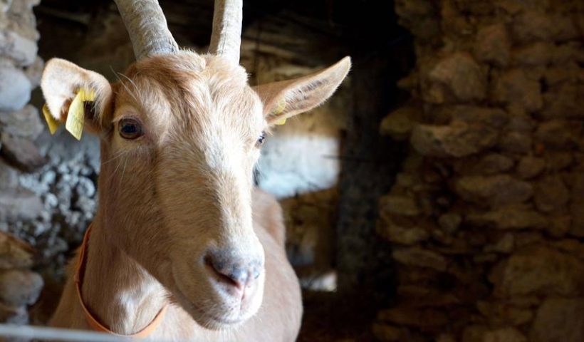 Chevre