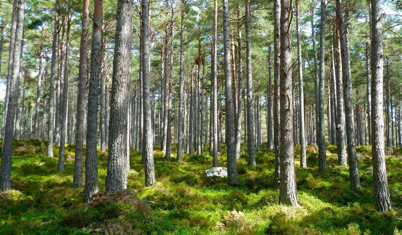 Foret