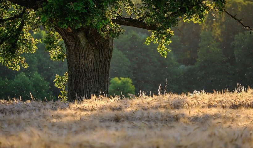 Arbre Foret