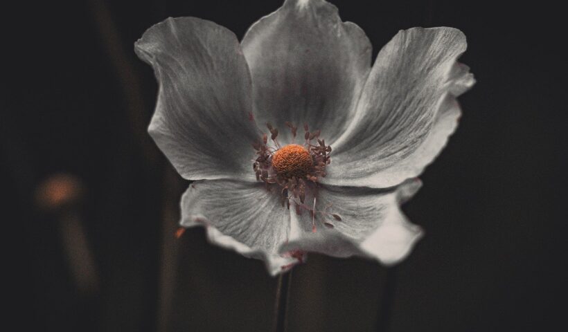 Fleur