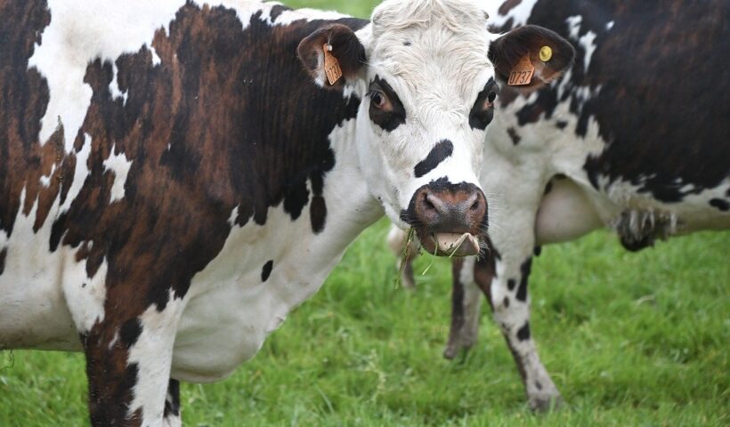 Vache normande