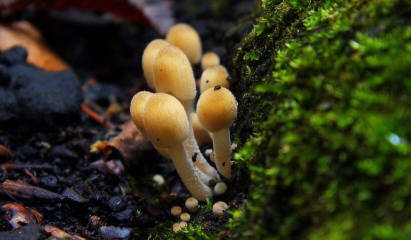 Champignons