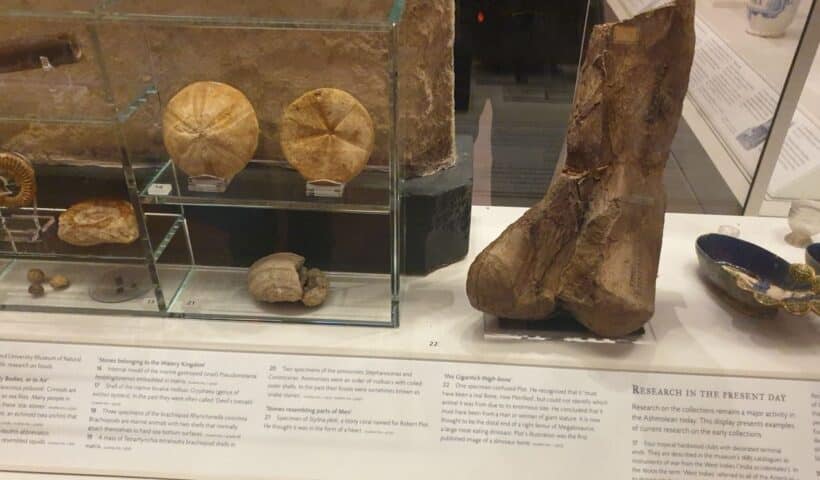 robert-plots-lost-dinosaur-bone