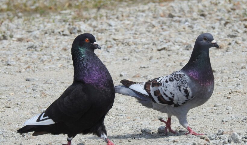 Pigeons